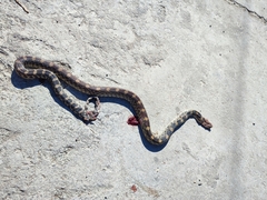 Pituophis deppei