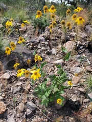 Verbesina oreophila