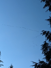 Branta canadensis
