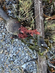 Microcladia coulteri