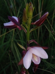 Eulophia hians