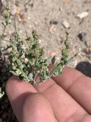 Chenopodium incanum