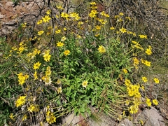 Heliopsis parvifolia