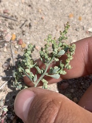 Chenopodium incanum