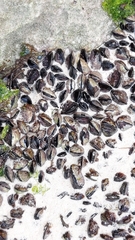 Xenostrobus neozelanicus