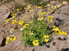 Heliopsis parvifolia