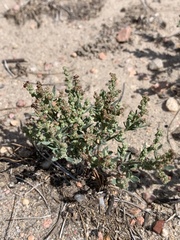 Chenopodium incanum