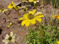 Heliopsis parvifolia