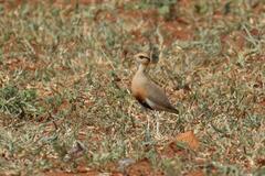 Cursorius temminckii