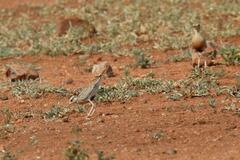 Cursorius temminckii