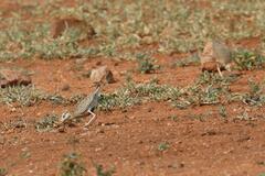 Cursorius temminckii