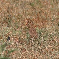 Cursorius temminckii