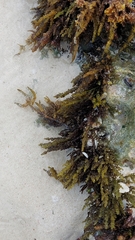 Sargassum fluitans