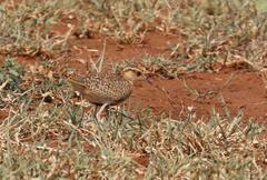 Cursorius temminckii