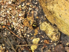 Thermonectus marmoratus