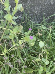 Erodium malacoides