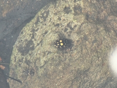 Thermonectus marmoratus