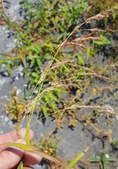 Sorghum arundinaceum