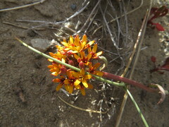 Quinchamalium chilense
