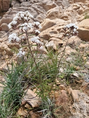 Stevia viscida