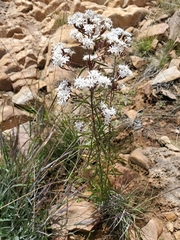 Stevia viscida