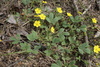 Potentilla incana - Photo (c) Sergei A. Antipov, some rights reserved (CC BY-NC), uploaded by Sergei A. Antipov