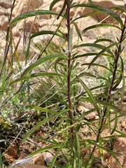 Stevia viscida
