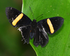 Panara phereclus