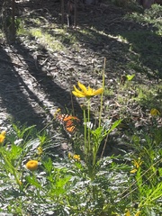 Euryops chrysanthemoides