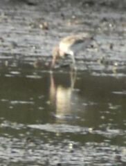 Limosa