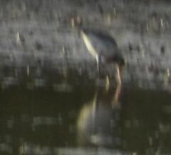 Limosa