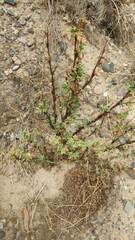 Polylepis