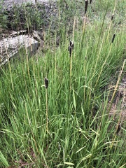 Alopecurus arundinaceus