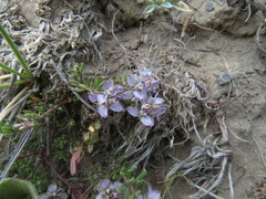 Polygala salasiana