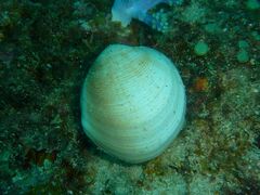 Periglypta exclathrata