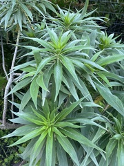 Echium candicans