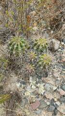 Echinopsis bridgesii
