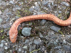 Elaphe quadrivirgata