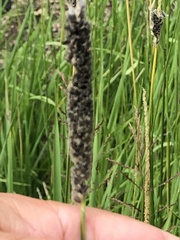 Alopecurus arundinaceus