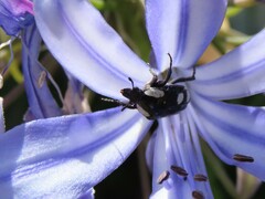 Mausoleopsis amabilis