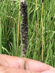 Alopecurus arundinaceus