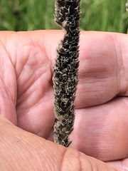 Alopecurus arundinaceus