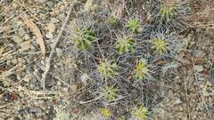 Echinopsis bridgesii
