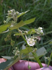 Kearnemalvastrum lacteum