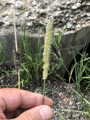 Alopecurus arundinaceus