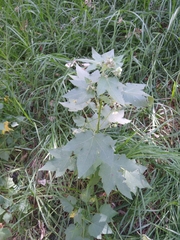 Kearnemalvastrum lacteum