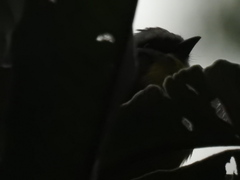 Myiozetetes cayanensis