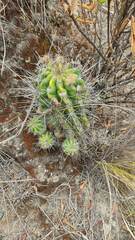 Echinopsis bridgesii