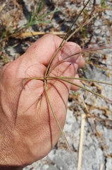 Chloris pycnothrix