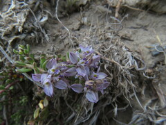 Polygala salasiana